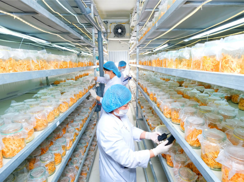 Выращивание кордицепса